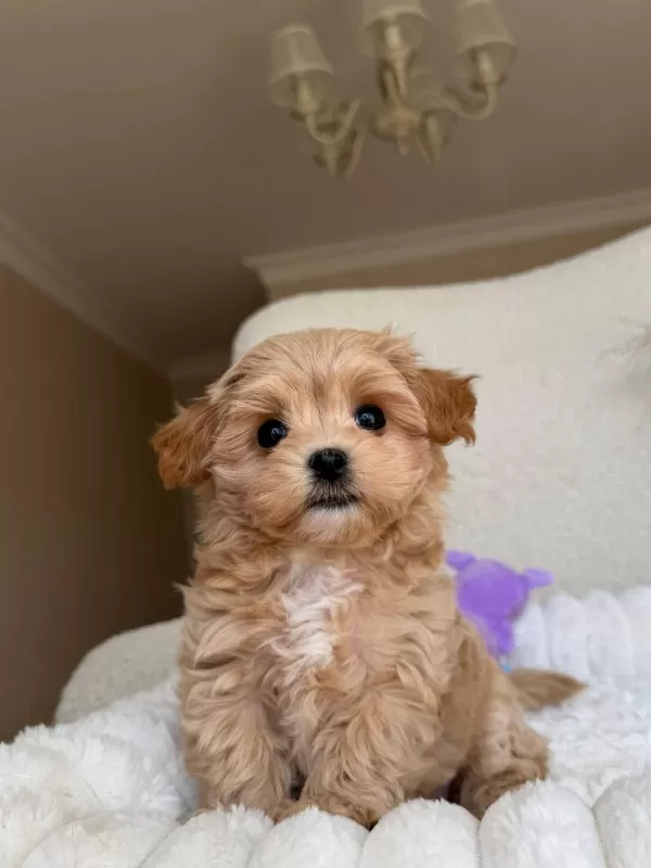 Efsane Kore Maltipoo Yavrular