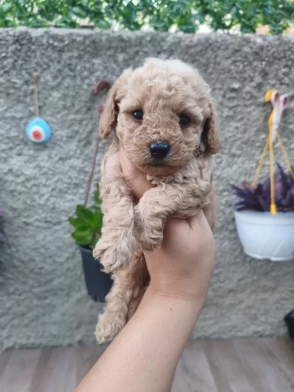 Sağlıklı Erkek Poodle Bebek