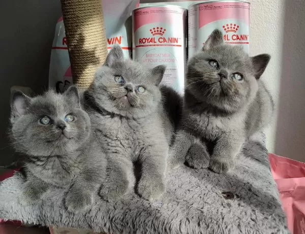 Panda Surat Orjinal Safkan British Shorthair Yavrularımız