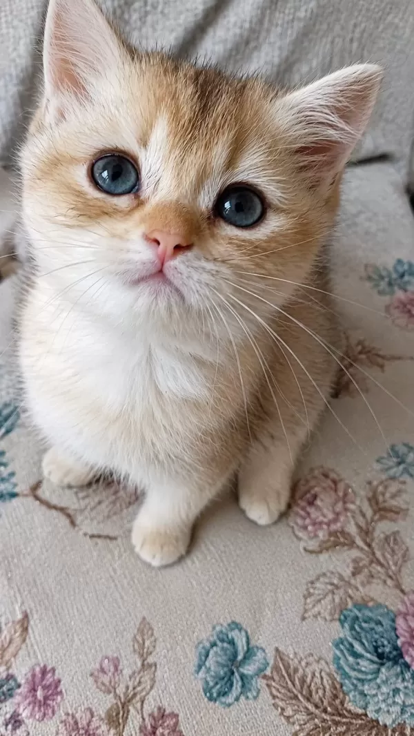 British Shorthair Golden Ny12 Ny11