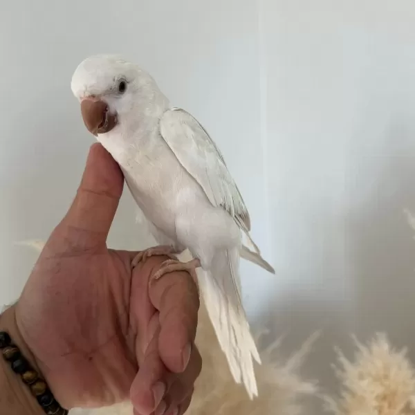 8 Aylik Albino Monk Papağani