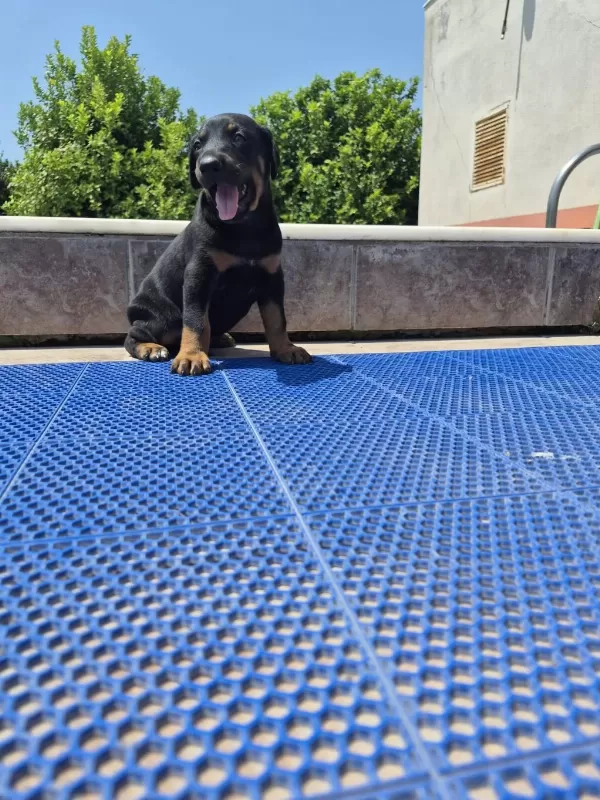 King Doberman Yavrular