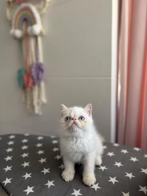 Egzotik Shorthair Yavrular