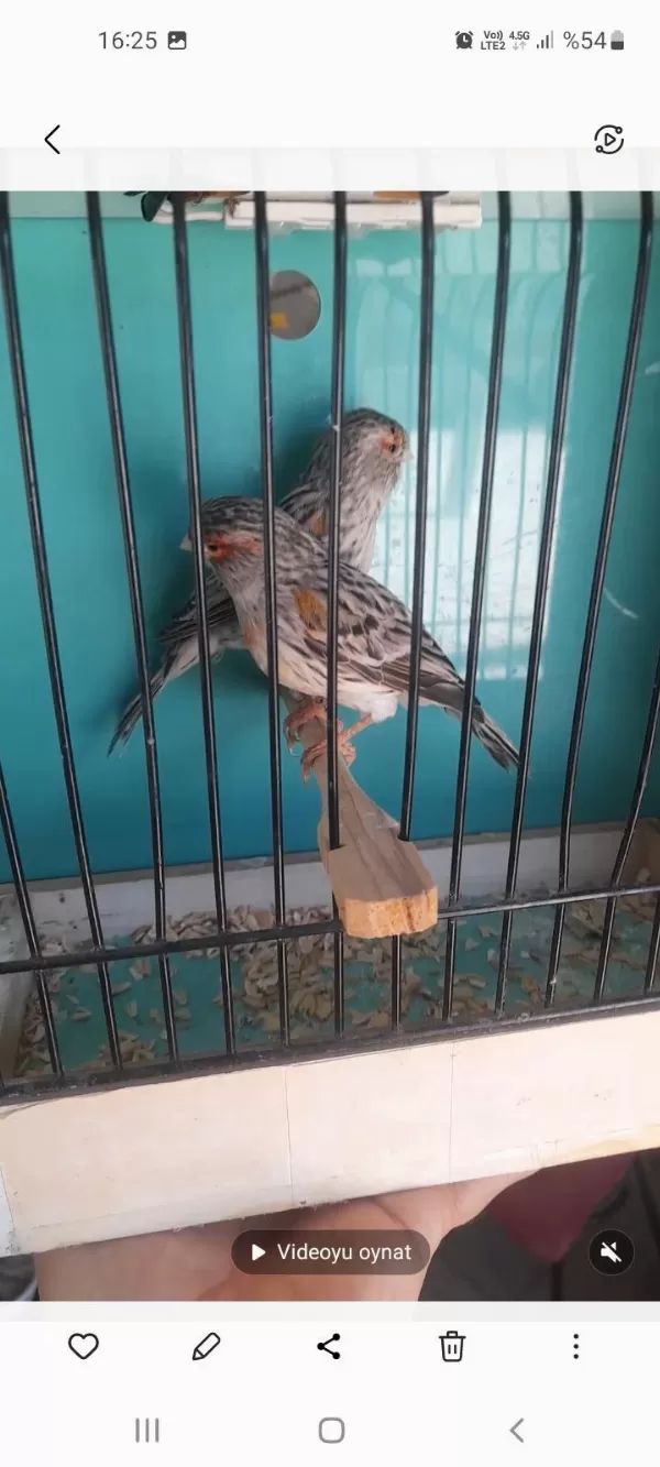 Kanarya Renk Kuşlari