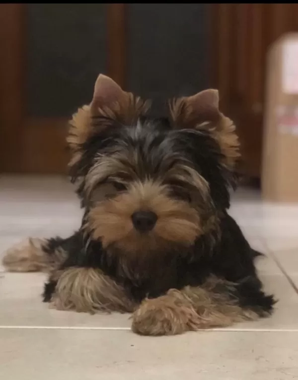 Wc Eğitimli Pasaportlu Tea Cup Yorkshire Terrier