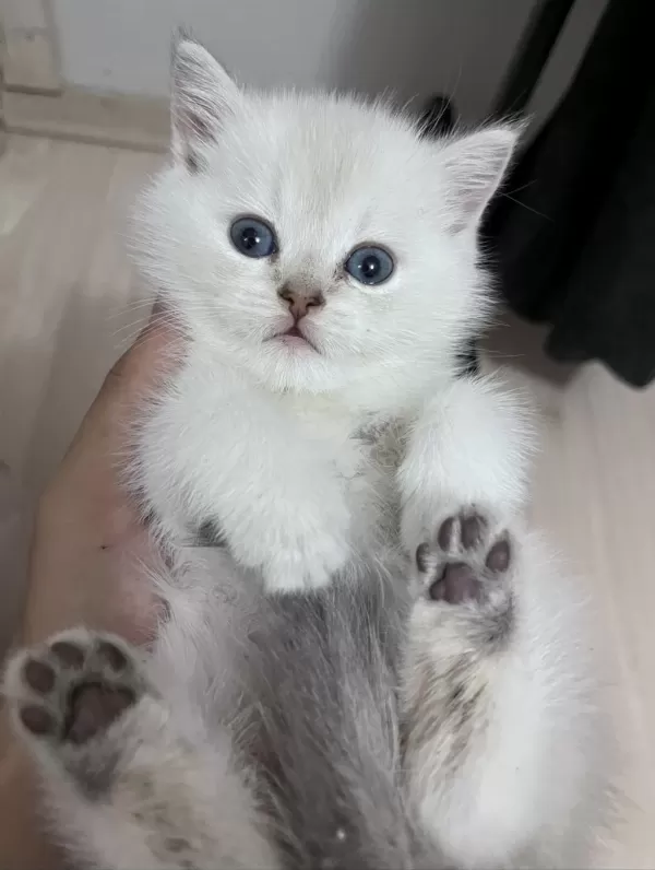 British Shorthair Erkek (açıklamayı Okuyunuz)
