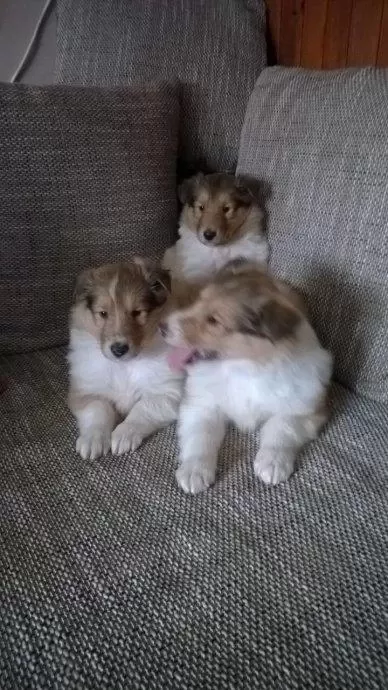 Rough Collie ( Lessie ) Yavrulari