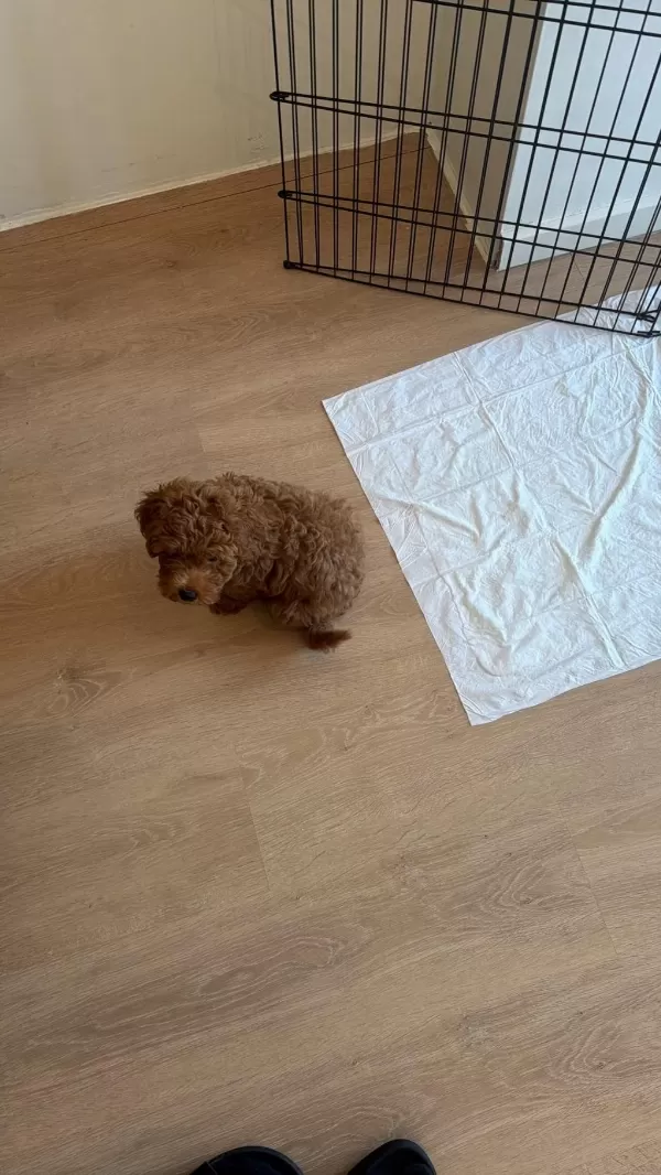 Toy Poodle Erkek 2 Aylık