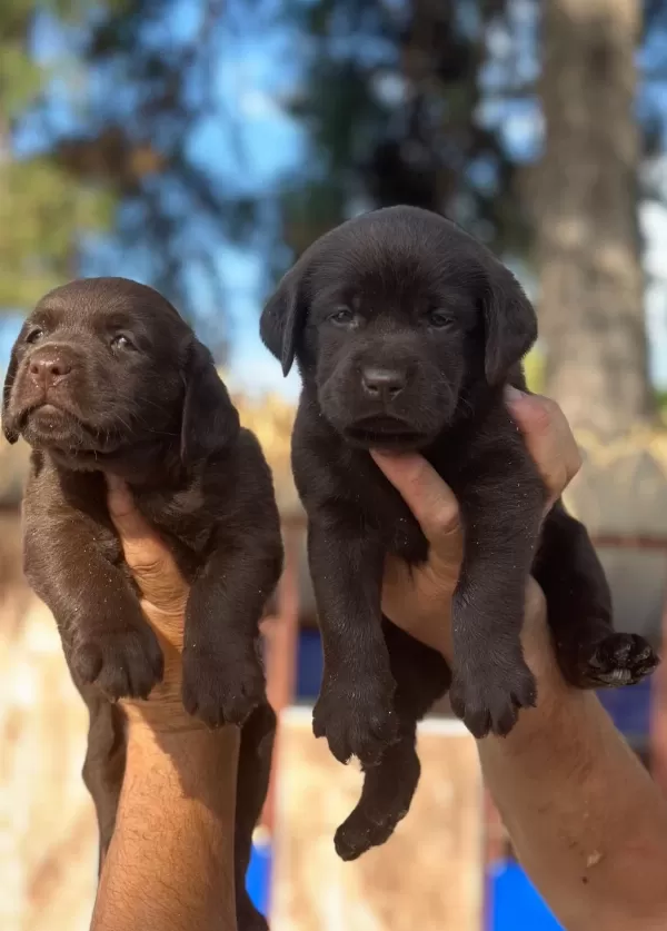 Labrador Redriever Sevimli Yavrular