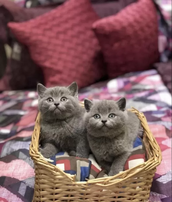 British Shorthair Gri Yavrularim