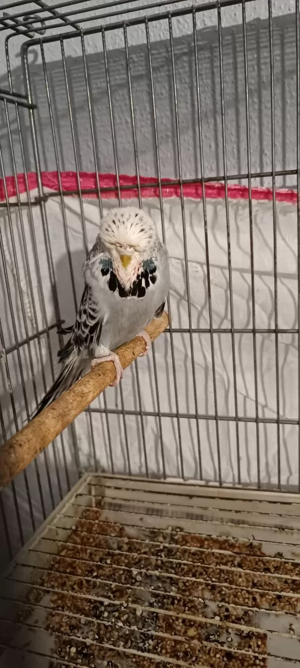 2 Takım Show Jumbo Muhabbet Kuşu