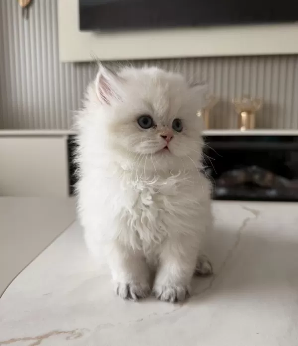 British Longhair Erkek Yavru
