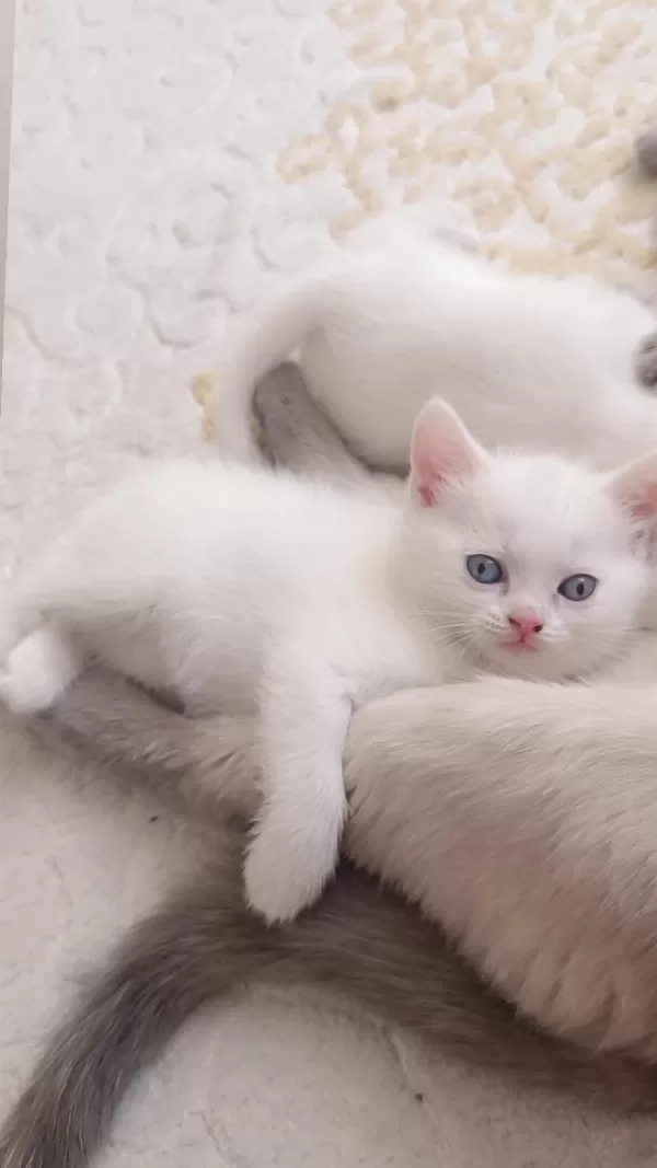 Tek Kalan Yavru British Shorthair