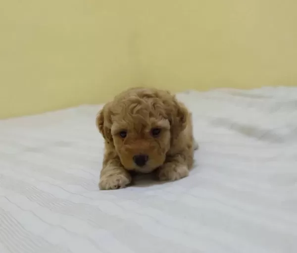 İrk Garantili Maltipoo Yavrulari
