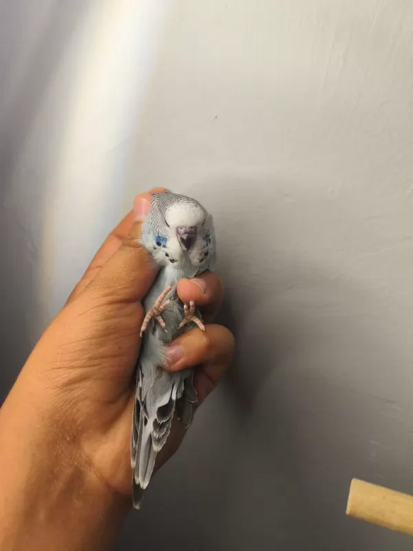 Jumbo Yavru Muhabbet Kuşları
