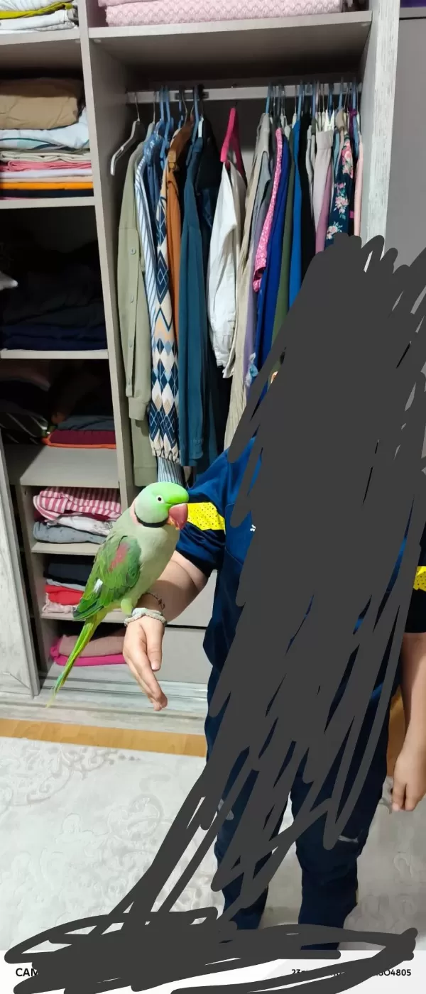 50 Günlük Jumbo Boy Erkek Alexander Elden Teslim