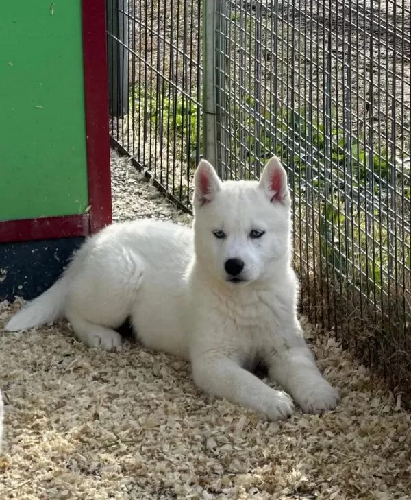 Husky Sibirya Yavrulari