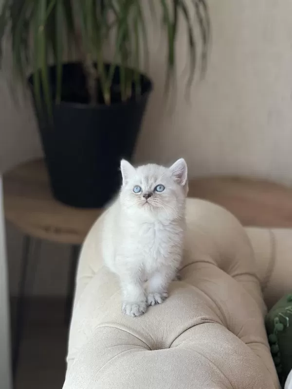 Üst Kalite British Shorthair Silver Point