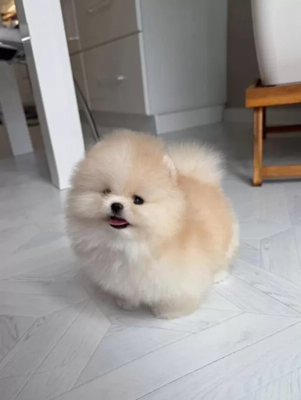 Orange Pomeranian Yavrular