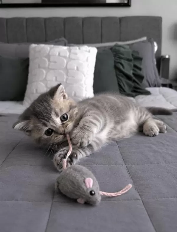 Whiskas British Shorthair Bebeğim