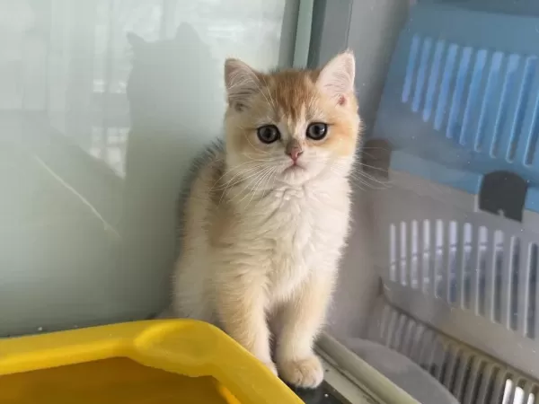 En Güzel Ny12 Golden British Shorthair Yavrumuz
