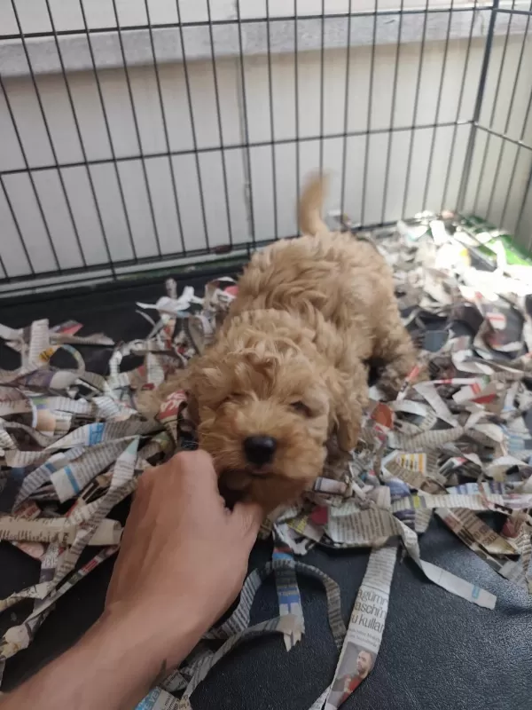 F1 Maltipoo Poodle Kalitesinde
