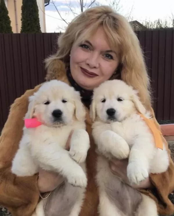 Golden Retriever Adrese Teslim Kapıda Ödeme Yapabilirsiniz