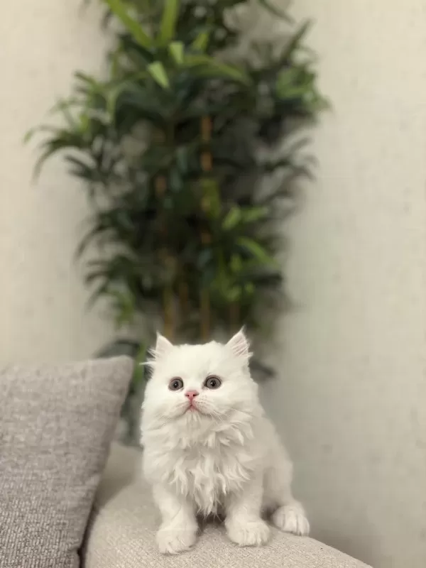 British Longhair Yavrular