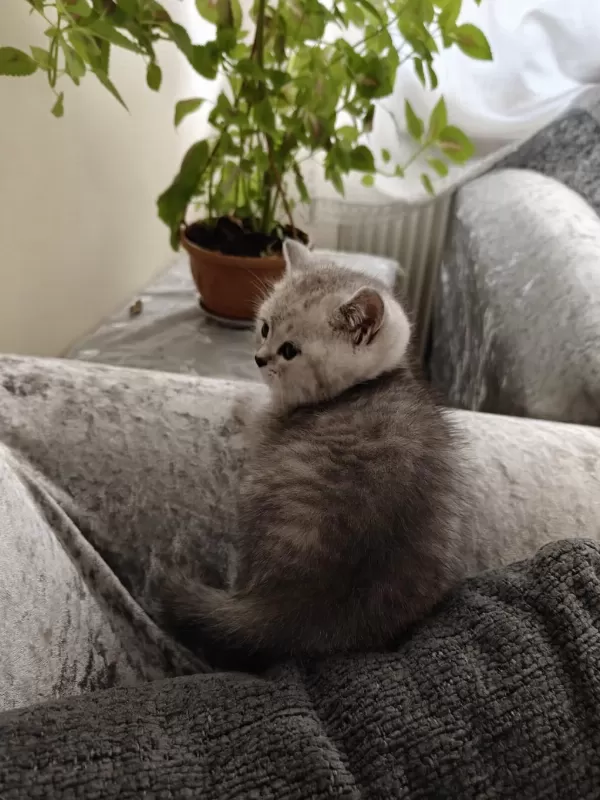 British Shorthair Erkek Yavru