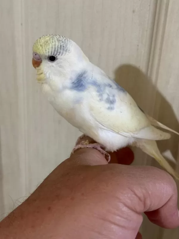 30 Günlük Konuşturmalik Muhabbet Kuşu Bebek