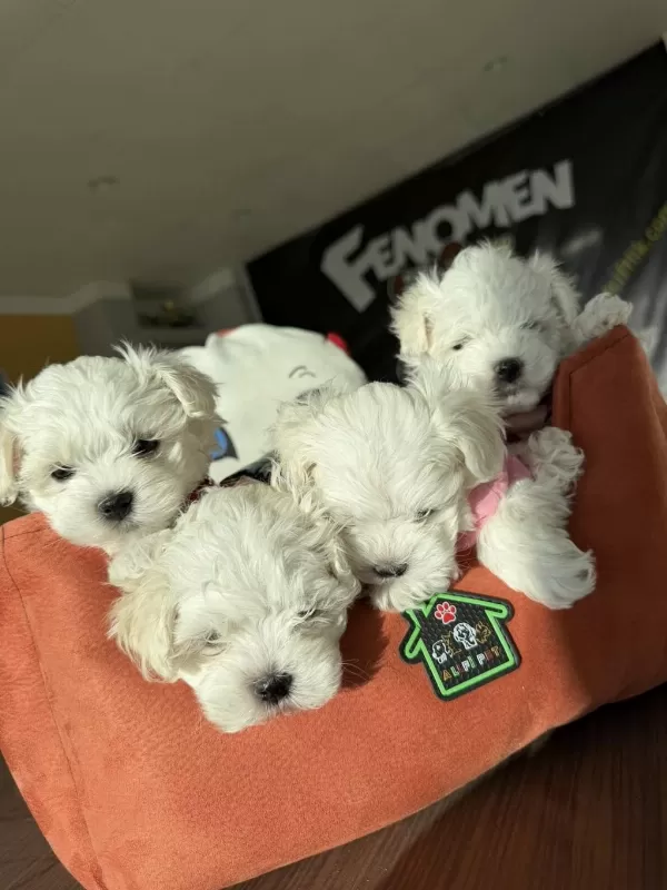 Türkiyenin En Güzel Maltipoo Yavruları Renk Renk Ankara