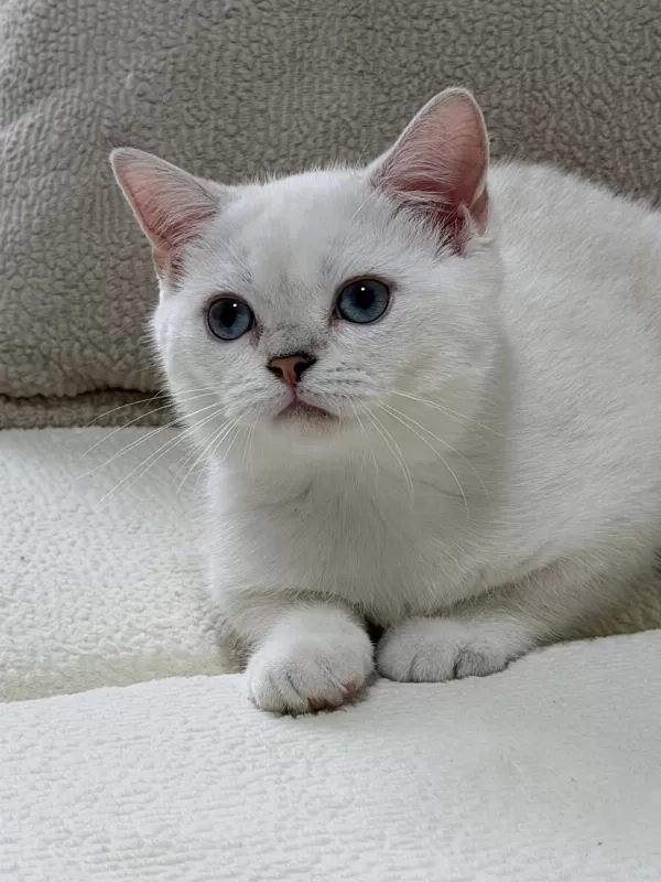 Anne Altından Safkan Mavi Göz Dişi British Shorthair
