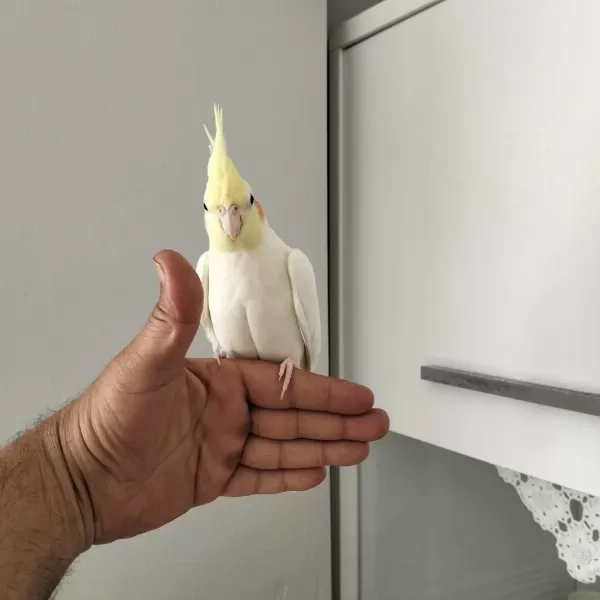 70 Günlük Yavru Eğitim Yapmaya Uygun Sultan Papağanı
