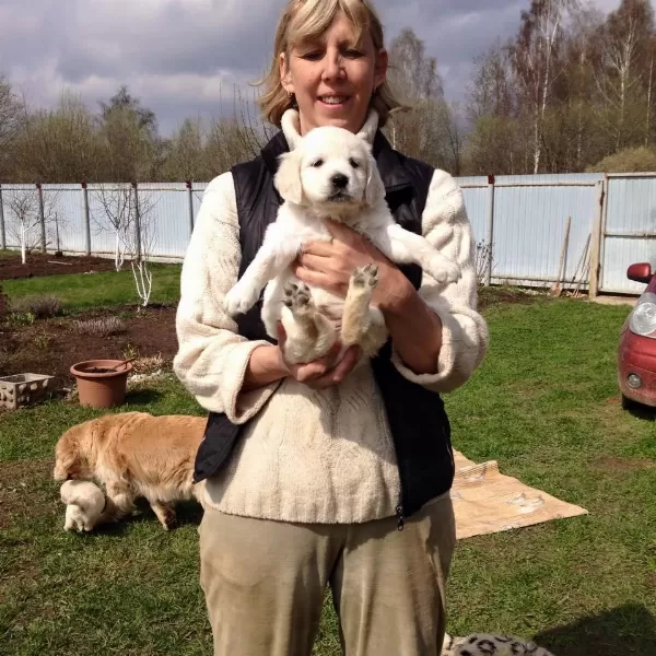 Golden Retriever Yavrular İstenirse Kapınıza Teslim