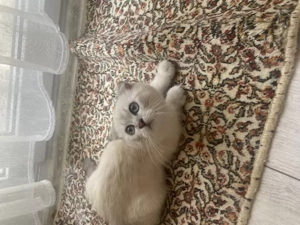 Orjinal Show Kalite 3 Aylık Erkek Scottish Fold Yavru