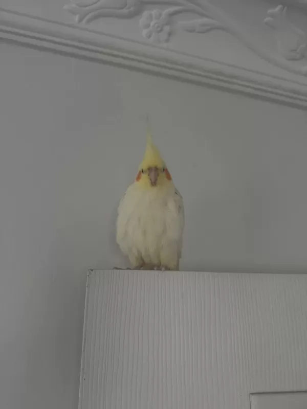 1 Yaşında Erkek Sultan Papağanı Ele Alışkın