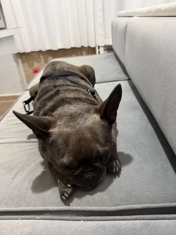Şımarık French Bulldog Kızımızı Sahiplendiriyoruz