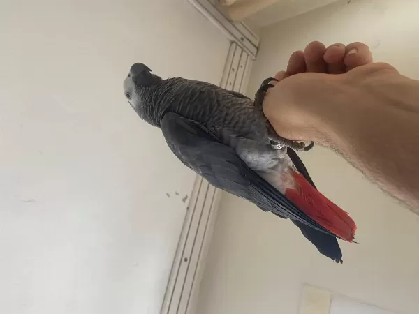 2 Yaş Evcil Erkek Jako