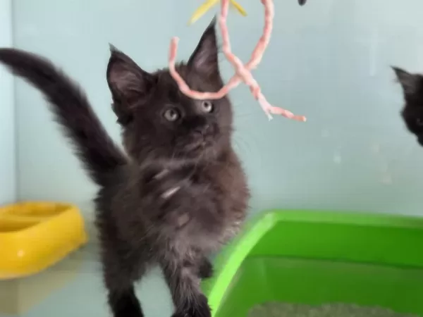 Son Dişi Aşılı Karneli Maine Coon Yavrularımız
