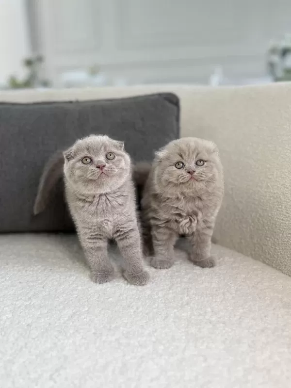 Show Class Scottish Fold Prensesler