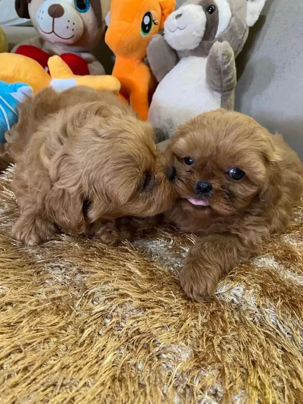 Yasal Ruhsatlı Çiftlikde Ziyarete Açık Maltipoo