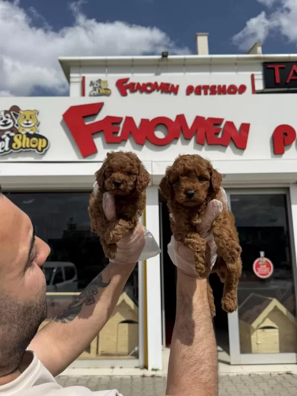 Wv Eğitimli Maltipo Yavrular Maltese Toy Poodle Ankara Da