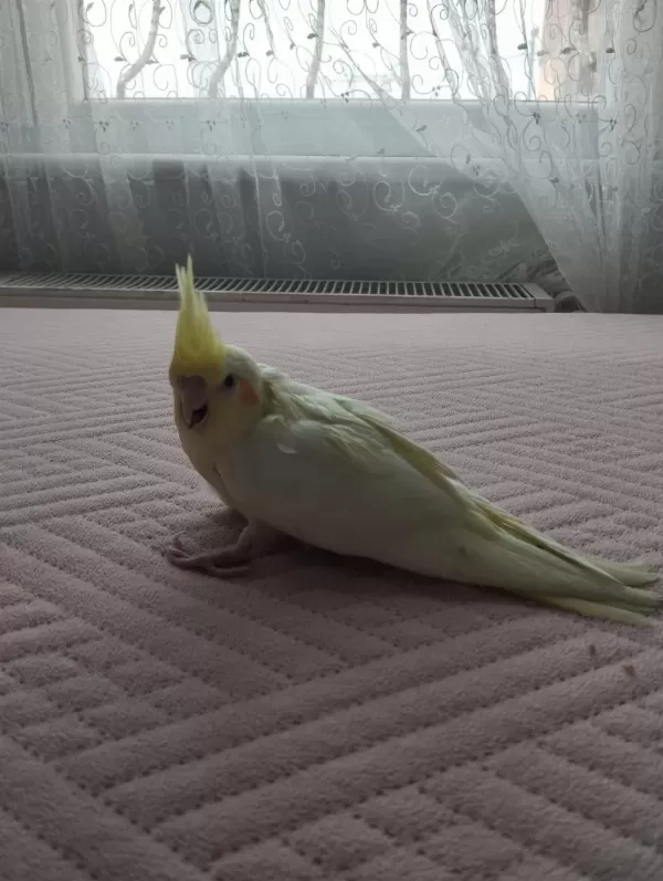 Acil Satılık Yeni Yeme Düşmüş Sultan Papağanı