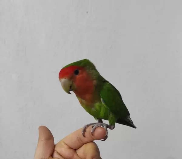 Çift Olarak Verilecek Papağanlar