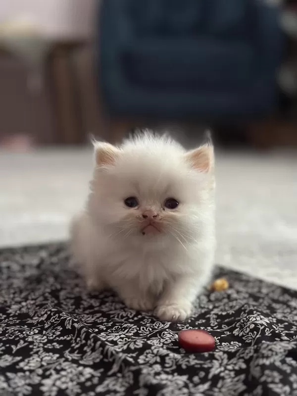Mavi Göz İran Kedisi