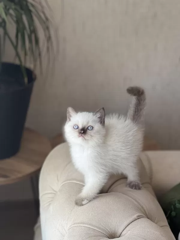 Ev Ortaminda Büyümüş Sosyal British Shorthair Yavrum