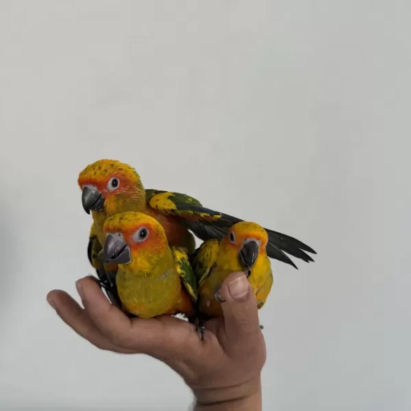 Bebek Güneş Konur Papağanlari