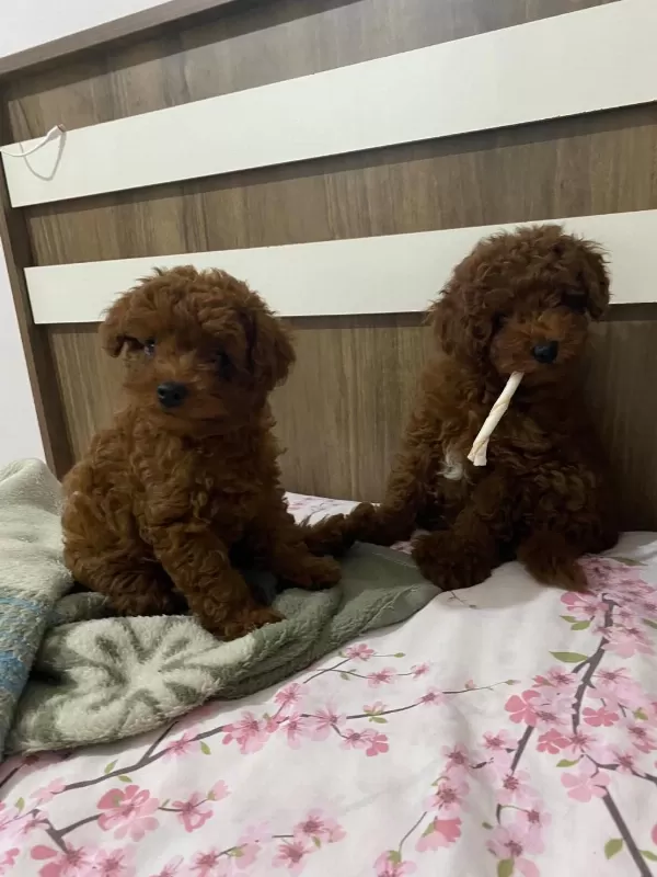 Toy Poodle Dişi Ve Erkek Bebekler