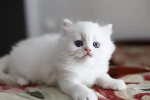 Bir Çift Boncuk Mavi Göz British Longhair