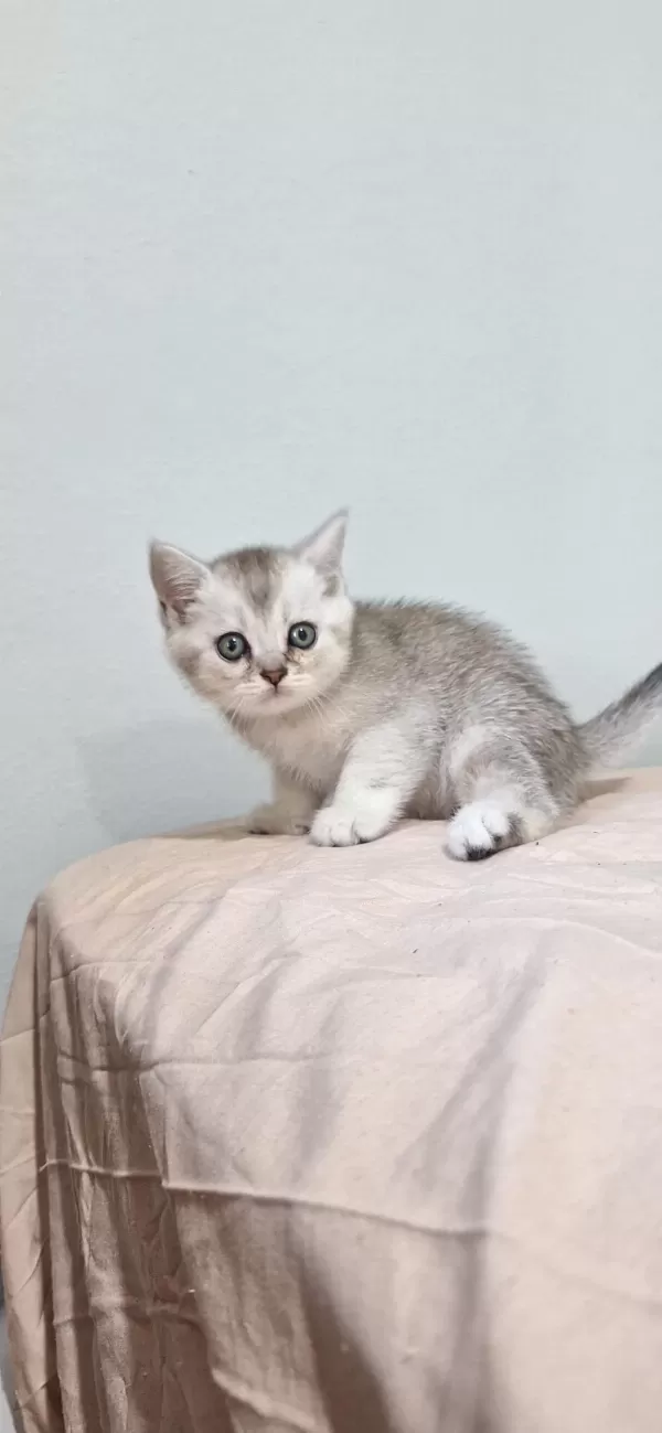 Evinize Neşe Katacak Güzellik Kedimiz